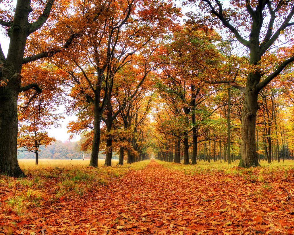 Autumn in the Netherlands